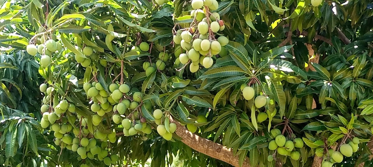 Fruit Farming