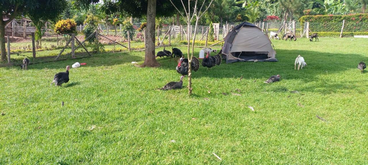 Bweyogerere Poultry farm